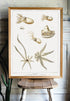 wood frame octopus varieties print wall art